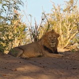 A majestic lion resting in a sunlit savanna.