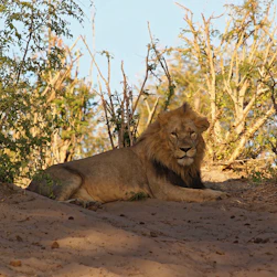 A majestic lion resting under the acacia tree in the Maasai Mara at sunset.