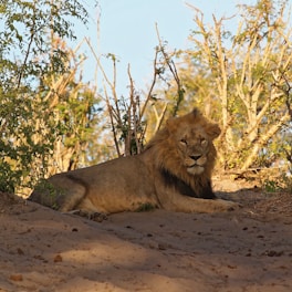 A majestic lion resting under acacia trees at sunset in the Maasai Mara.