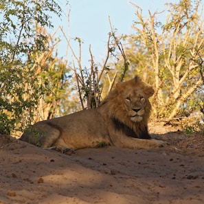 A majestic lion resting under the African sun in Uganda's national park