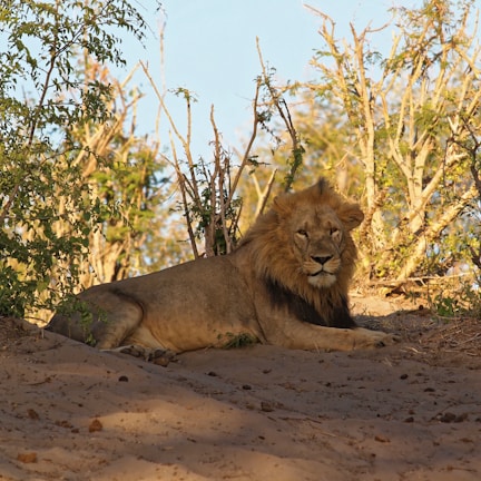 A majestic lion resting in a sunlit savanna.