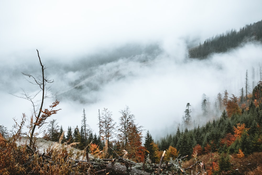 green and orange leafed trees with fog during daytime