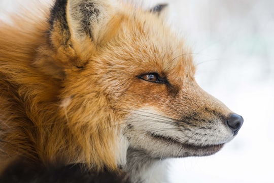 closeup photo of fox in Miyagi Prefecture Japan