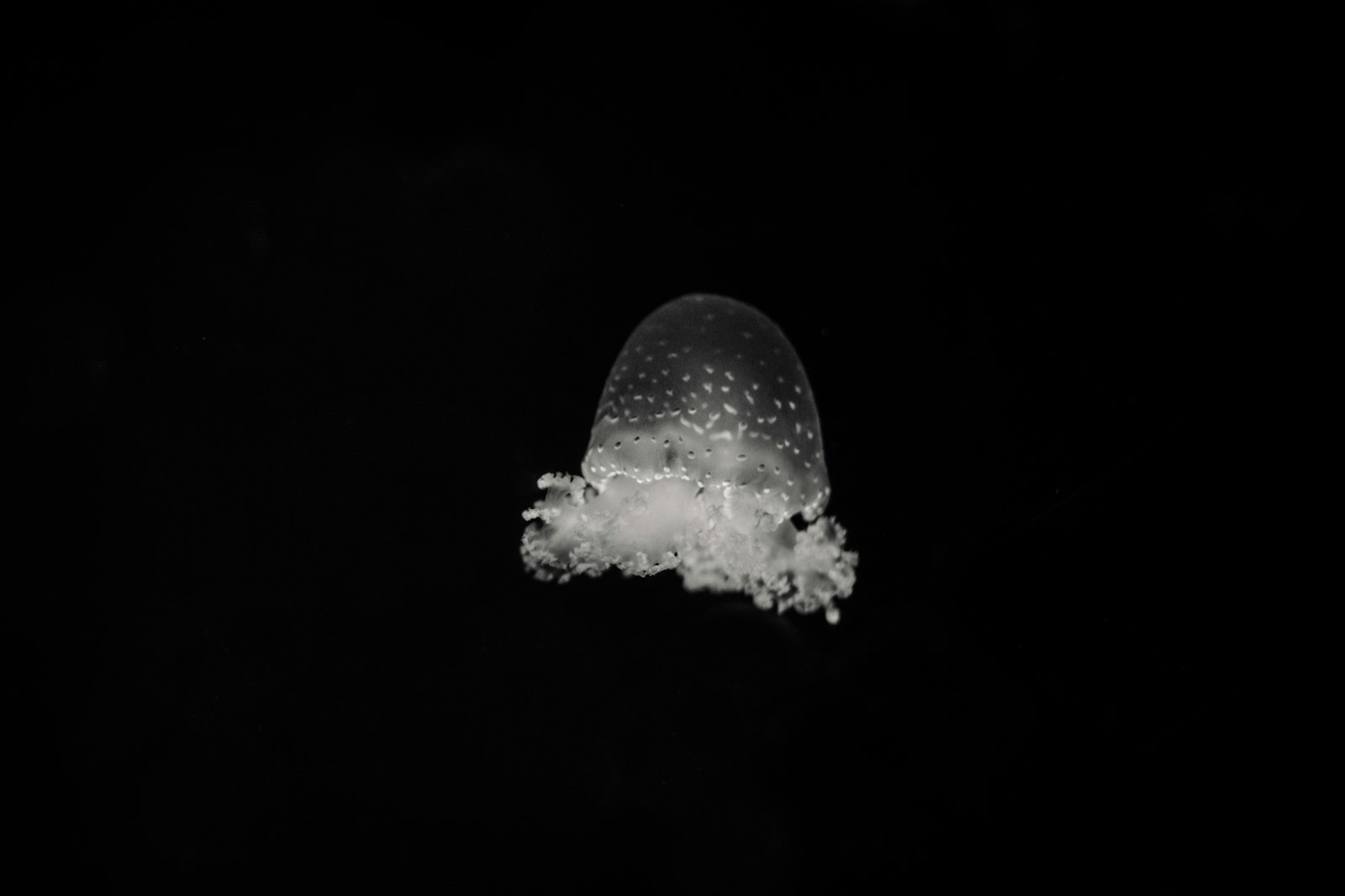 Canon EOS 600D (Rebel EOS T3i / EOS Kiss X5) + Canon EF-S 24mm F2.8 STM sample photo. Clear jelly fish photography