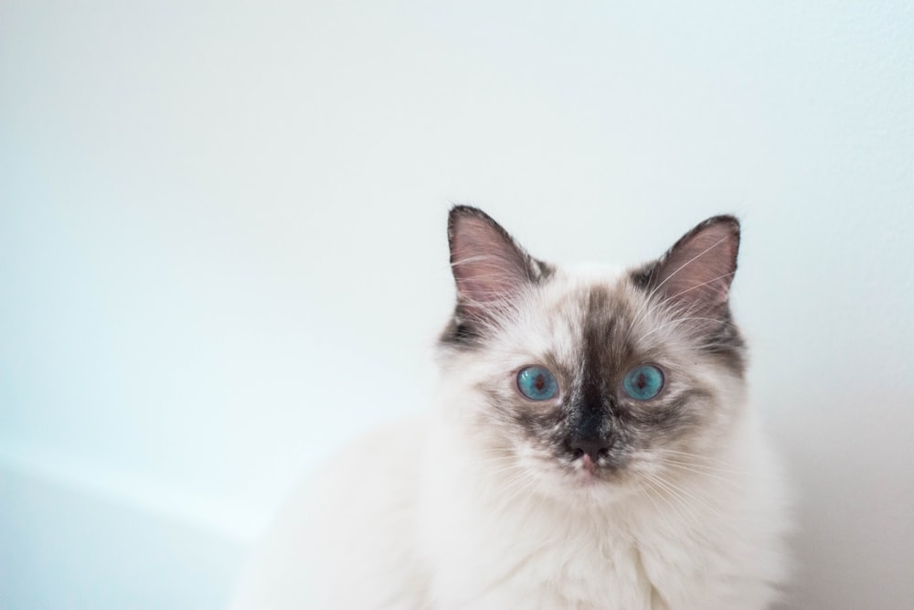 long-fur white and black cat