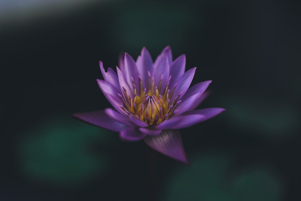 selective focus photography of purple petaled flower