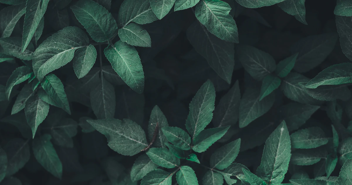 Psychic Protection Rituals for the Brokenhearted