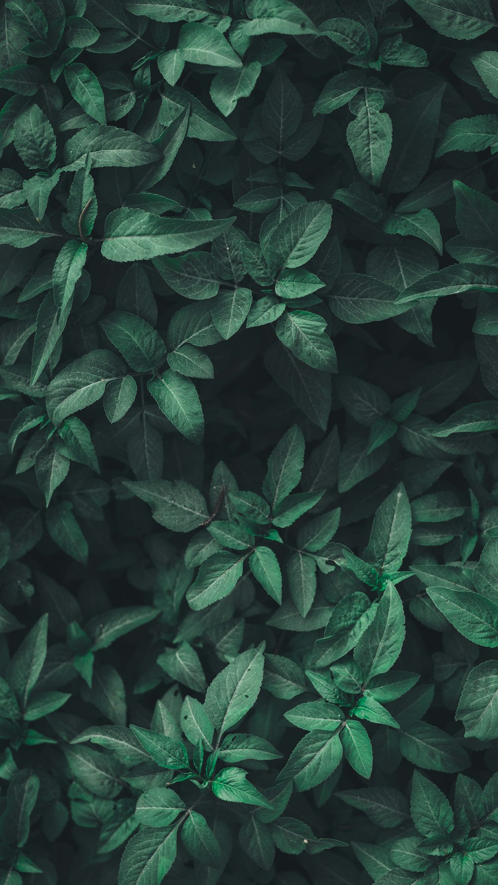 400+] Green Leaves Backgrounds