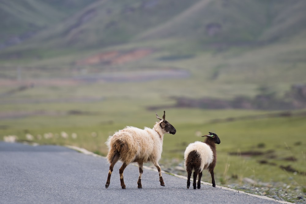 white and black goat on road during daytime