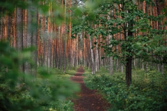 green forest during daytime