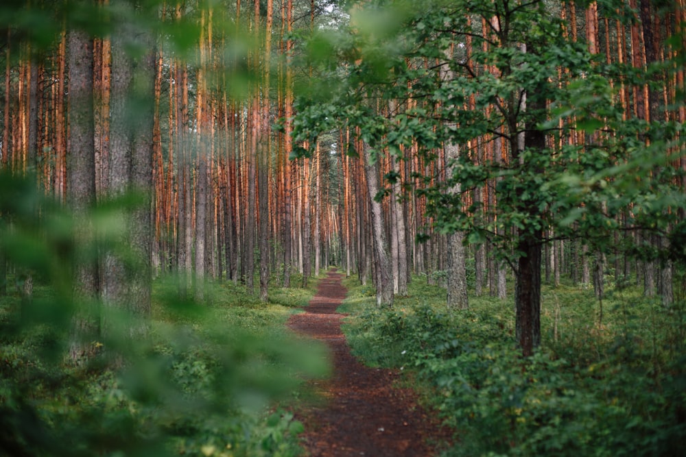 Grüner Wald tagsüber