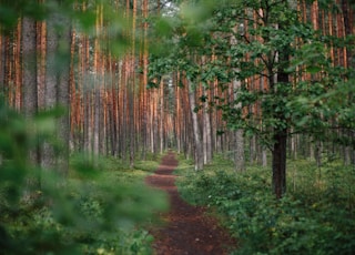 green forest during daytime