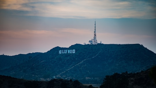 Holly Wood on mountain in Griffith Park United States