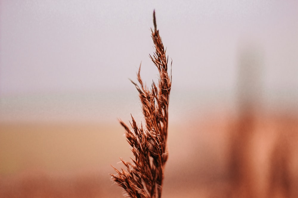 tilt shift lens photography of brown leaf