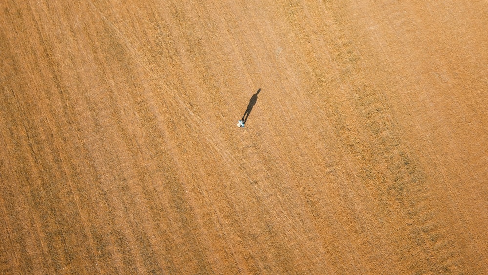 an aerial view of a field with a lone bird