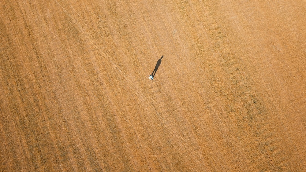 uma vista aérea de um campo com um pássaro solitário