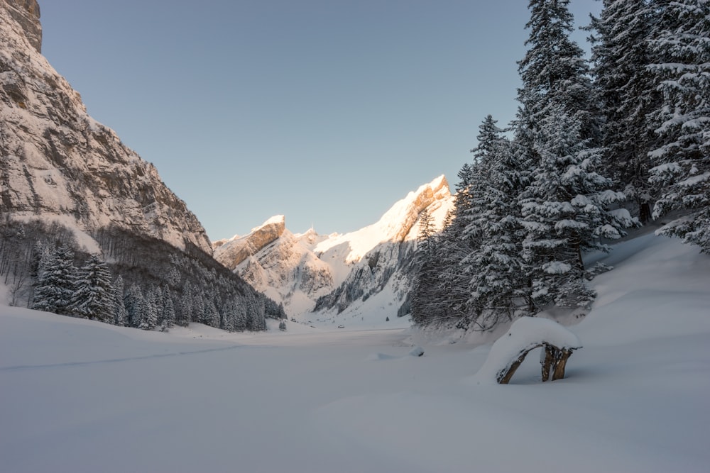 montagna innevata e pini sotto il cielo azzurro limpido