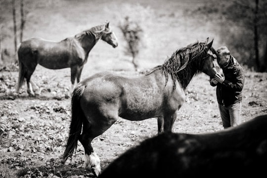 grayscale photo of man kissing horse in Wales United Kingdom