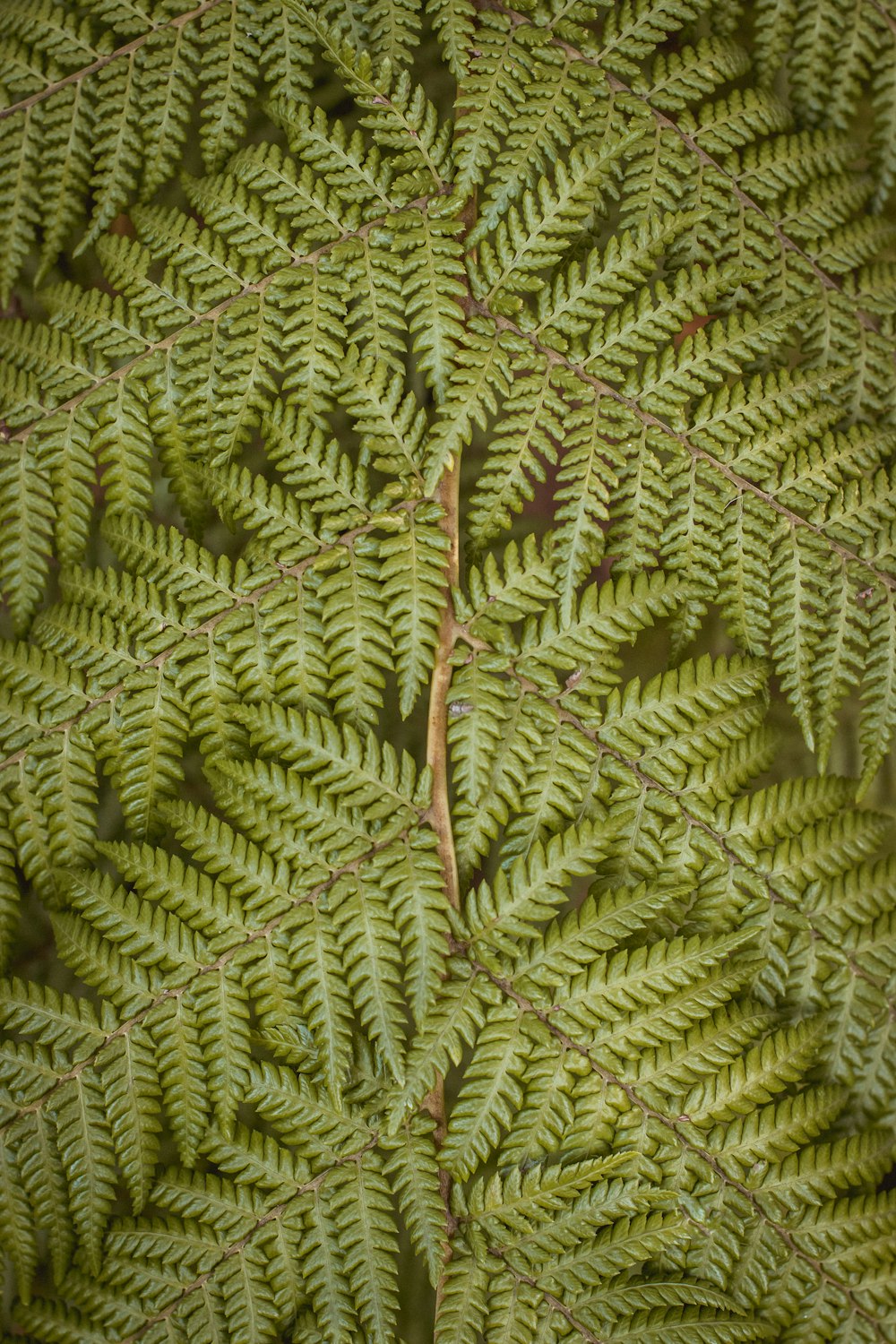 photo of green ferns