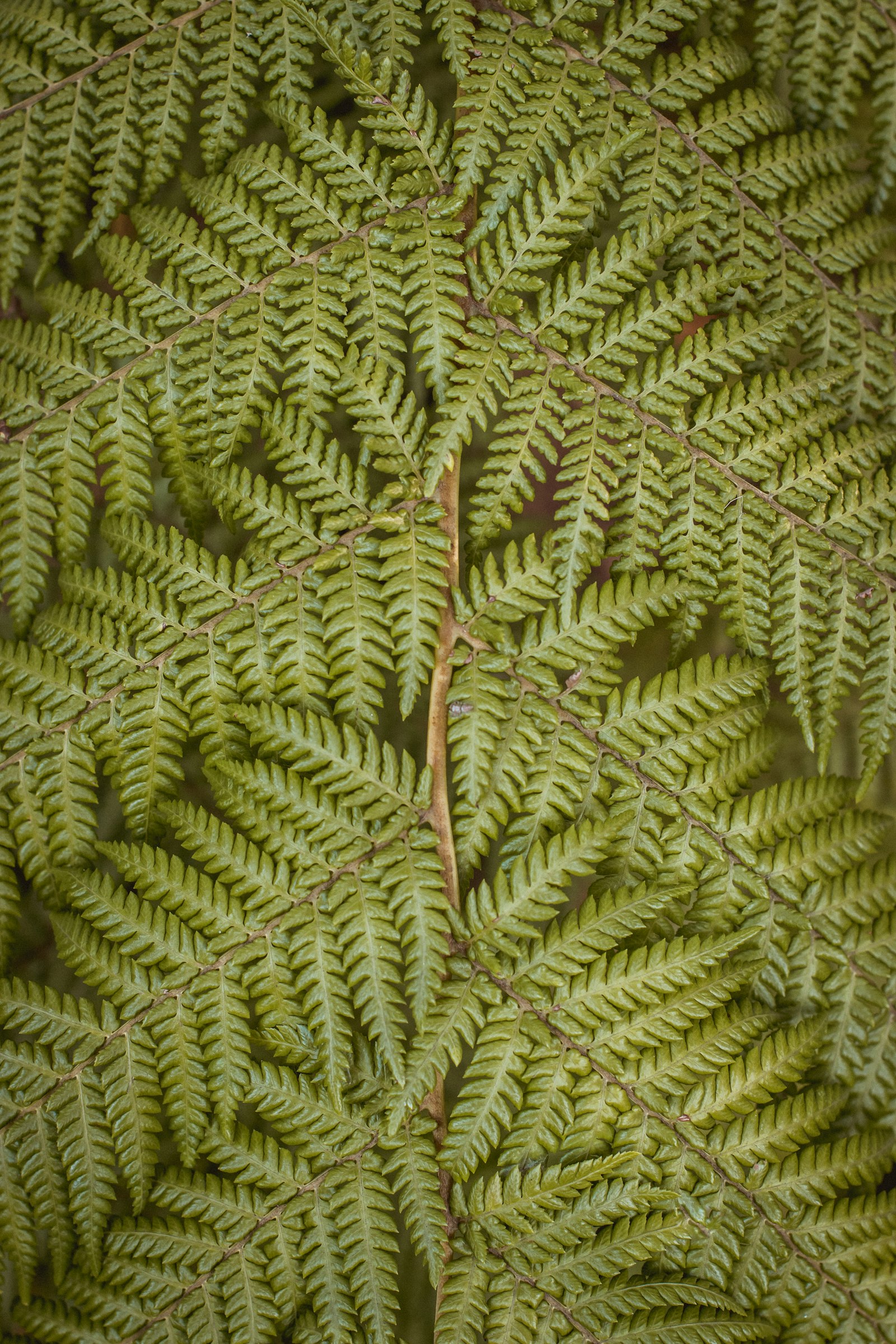 Nikon D5300 + Nikon AF-S Nikkor 50mm F1.4G sample photo. Photo of green ferns photography