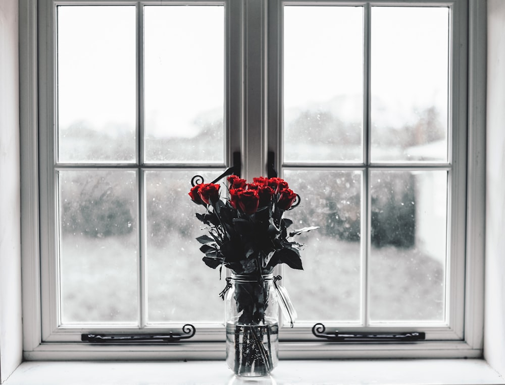 selective colors photography of red roses inside clear glass jar filled with water