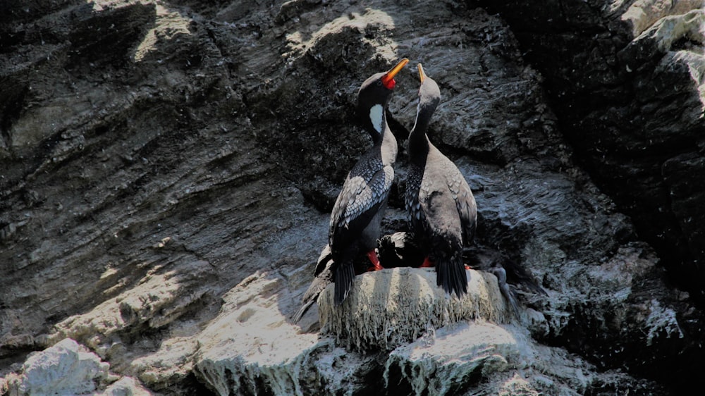 two black bird standing on rock formation photograph