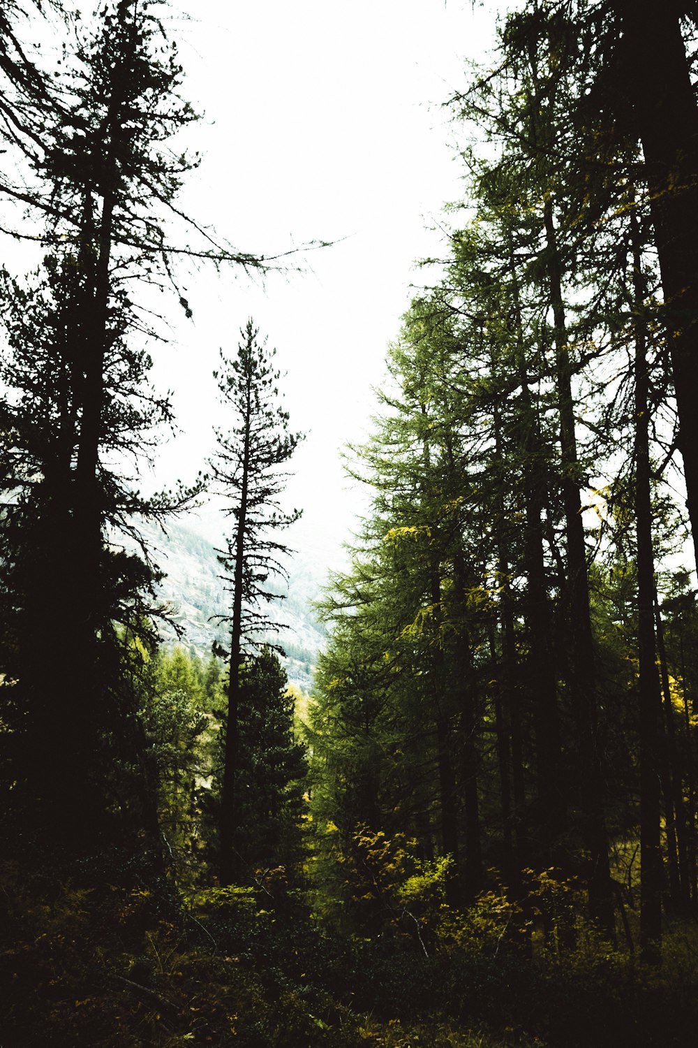 green trees under cloudy sky