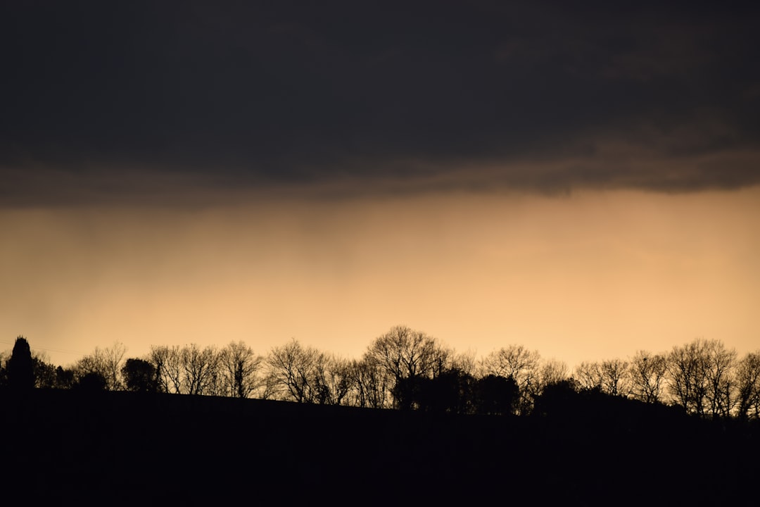 bare trees silhouettes under dim cloud