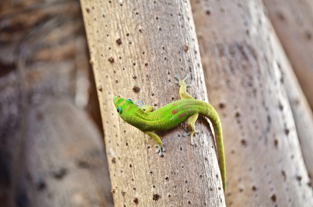 Photographie en gros plan de lézard brun