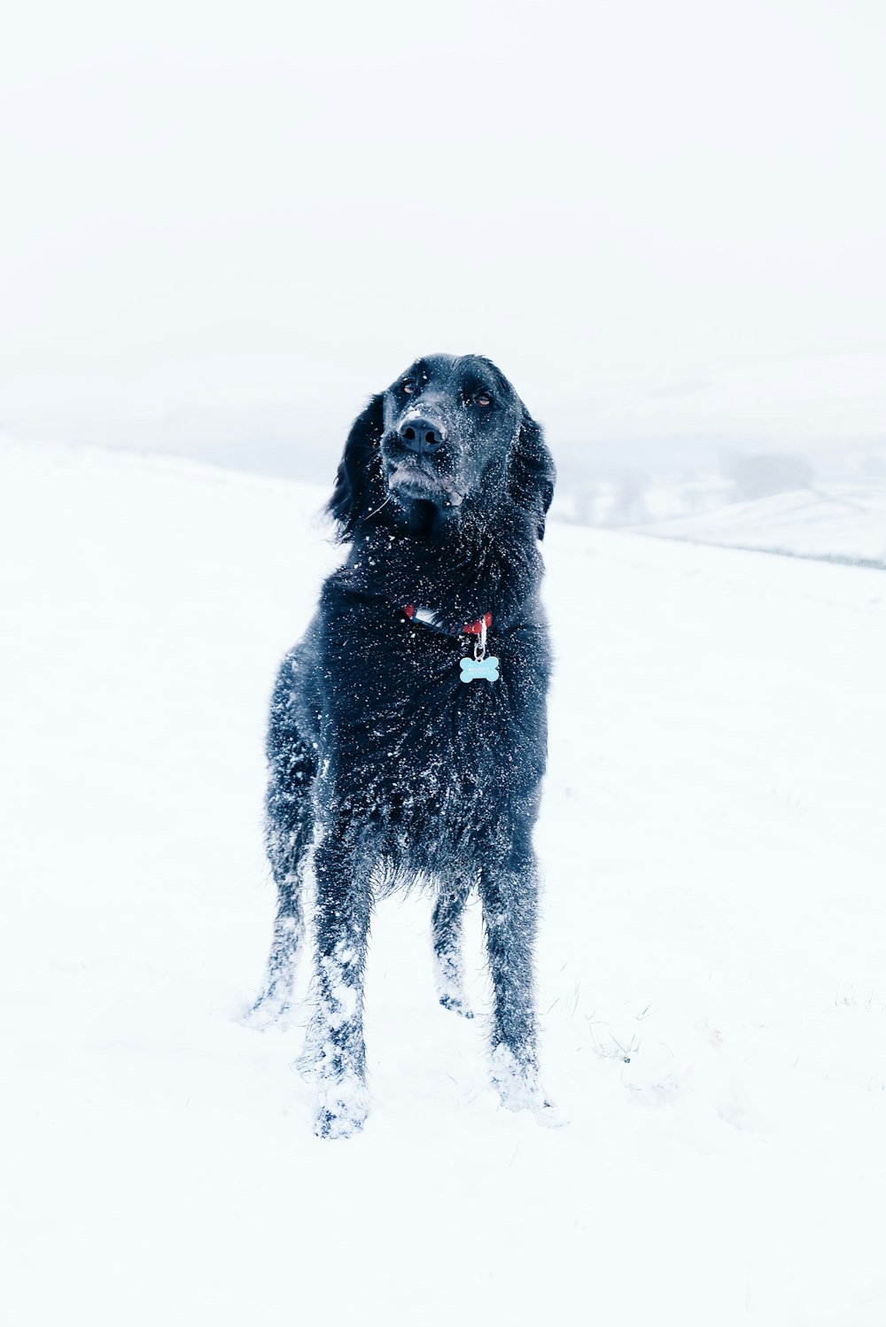 chien noir à poil long debout sur un champ de neige