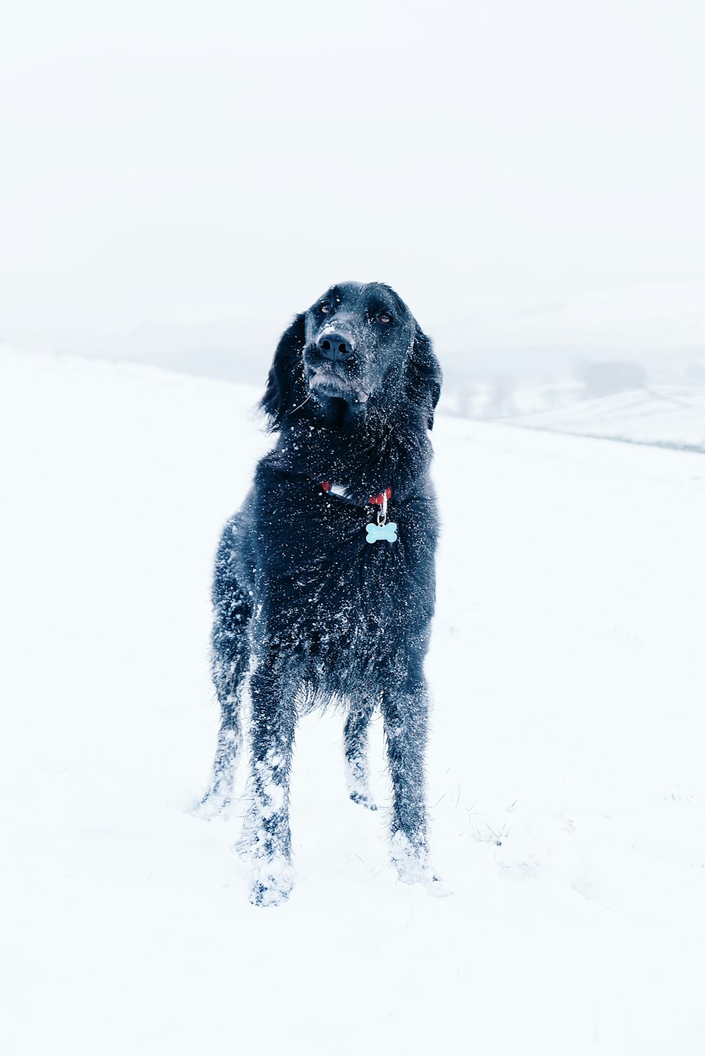 long-coated black dog standing on snow field
