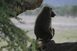 A baboon perched on a tree branch, with the mountain backdrop and chirping birds filling the air.