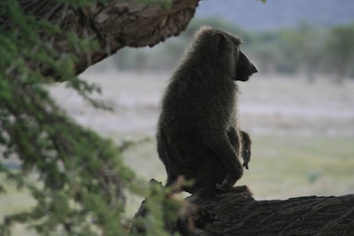 A baboon perched on a tree branch, with the mountain backdrop and chirping birds filling the air.