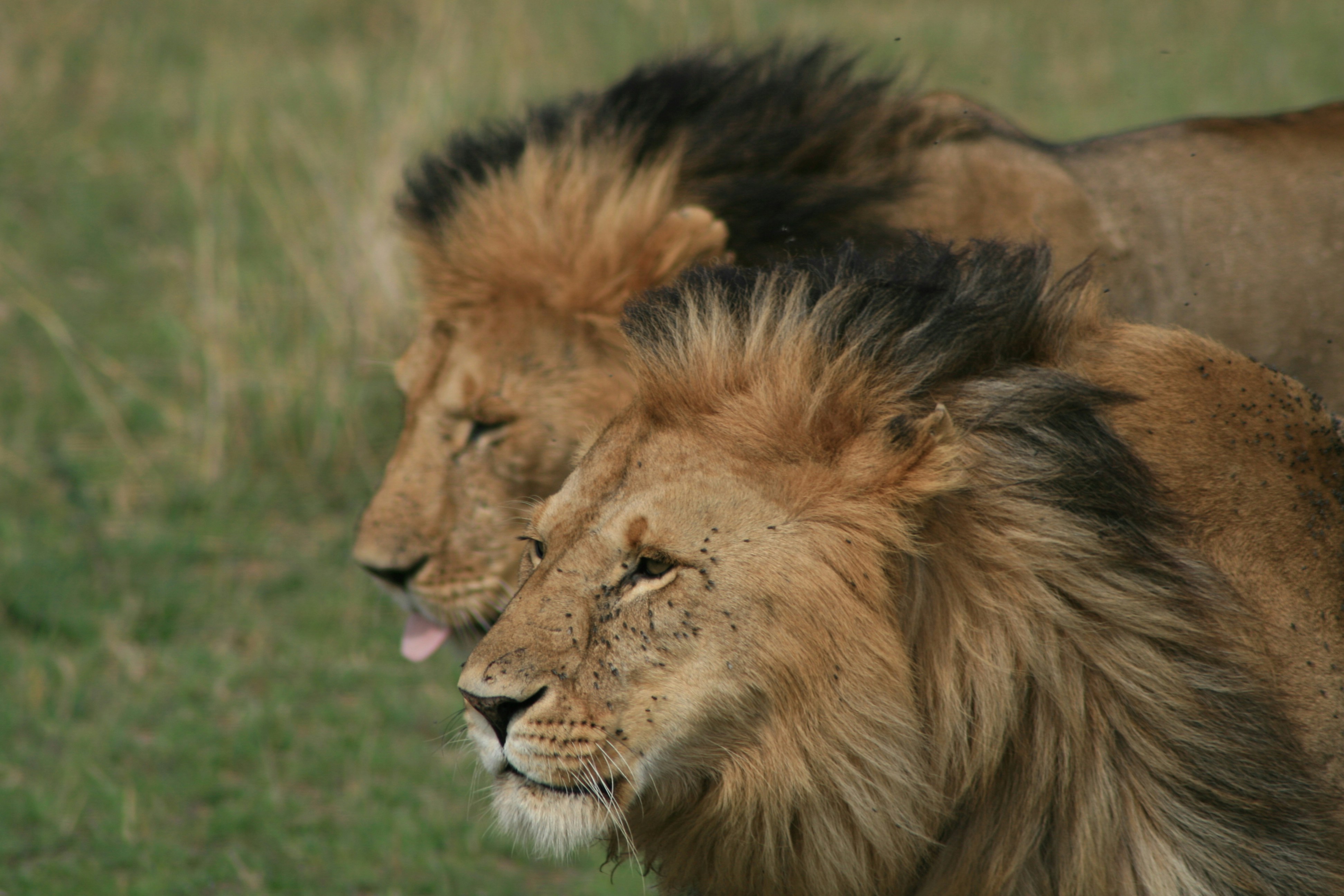 Фото лев братия скачать бесплатно LuxurTraveller on Instagram: "Powerful Lion Duo