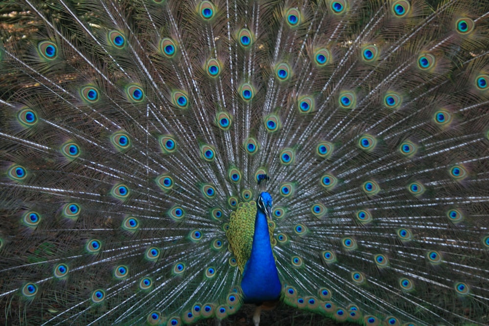 pavo real marrón y azul