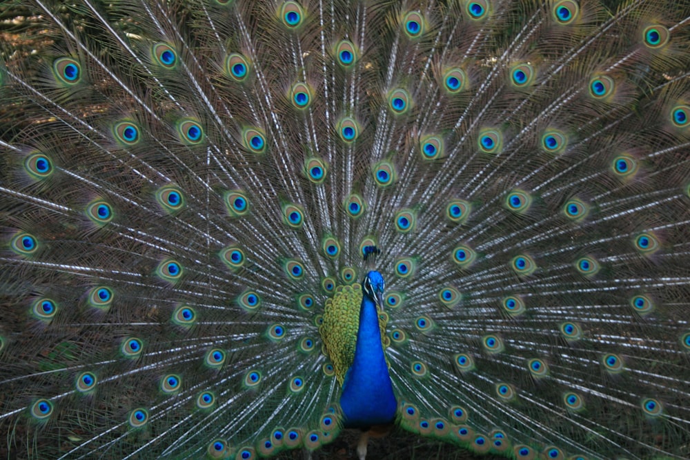 brown and blue peacock
