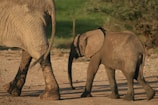 Close-up of a curious baby elephant walking beside its mother in a national park