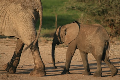 Close-up of a curious baby elephant walking beside its mother in a national park