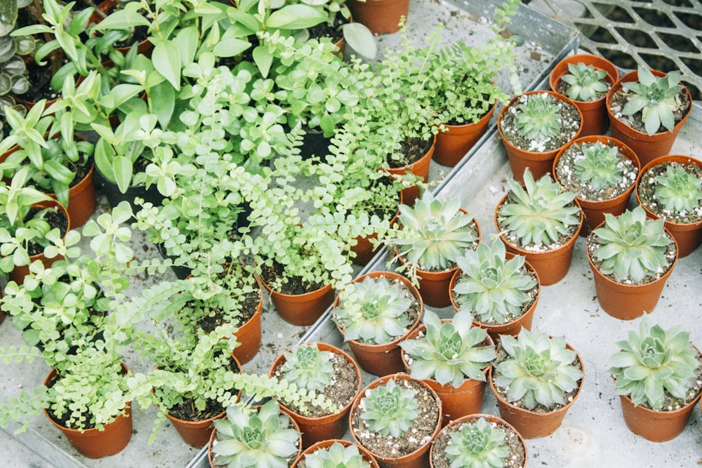 green succulents and green plants on pots