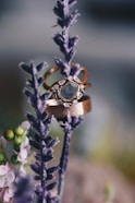 An elegant close-up of wedding rings resting on rustic wood with wildflowers in the background.