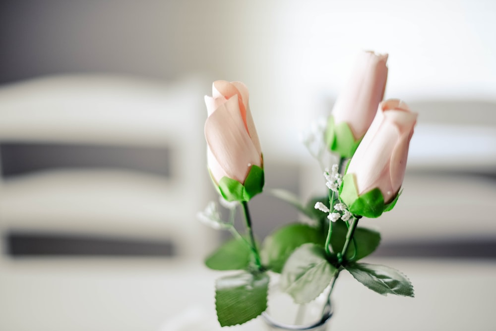 shallow focus of pink rosebuds