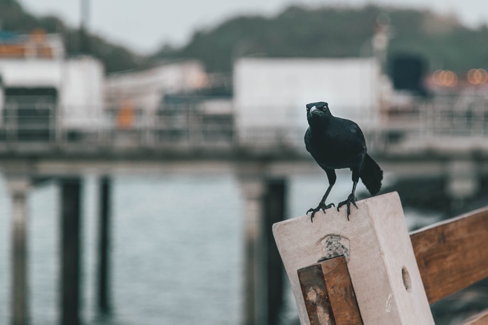 black bird on gray wooden post