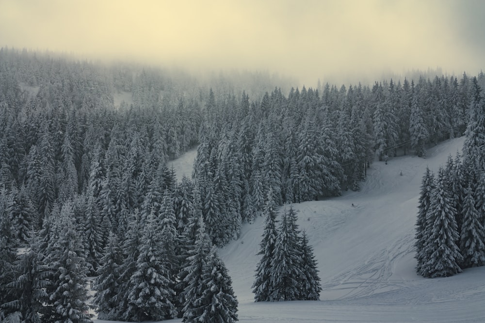 colline enneigée avec des arbres