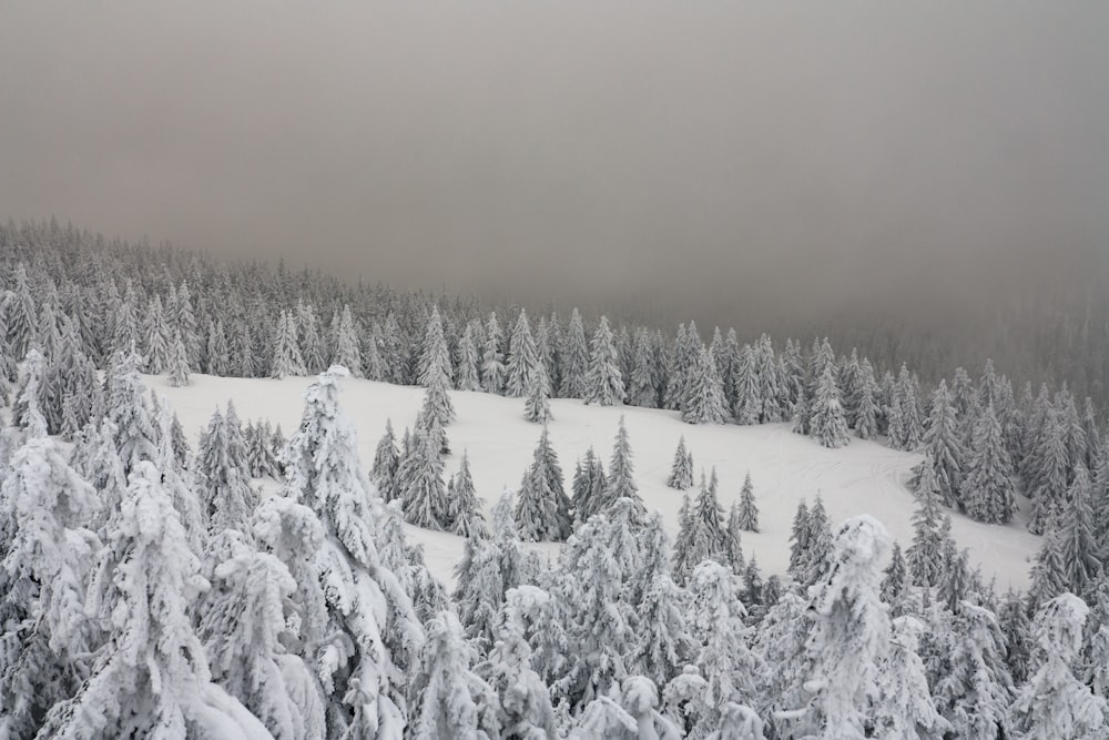 snow covered trees