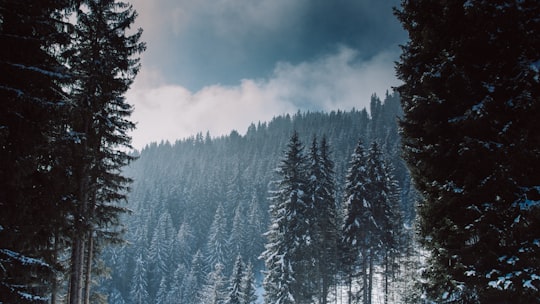 scenery of trees in Kaprun Austria