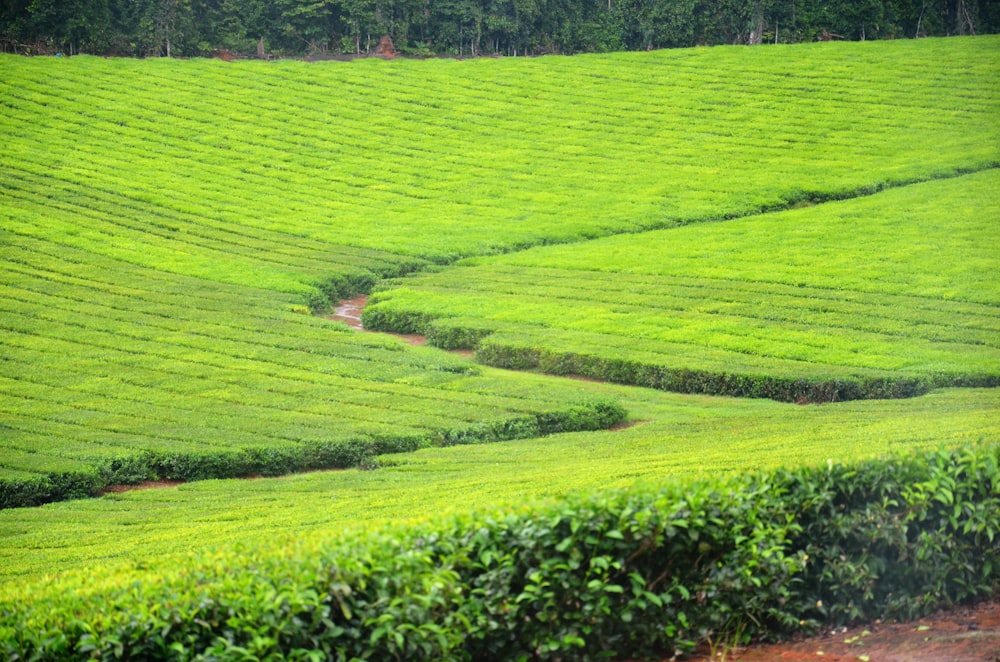 green grassland