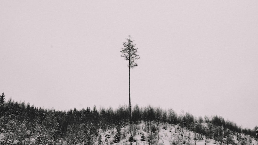 arbre nu au sommet de la montagne