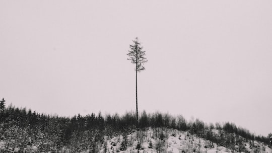 bare tree on top of mountain in Kaprun Austria