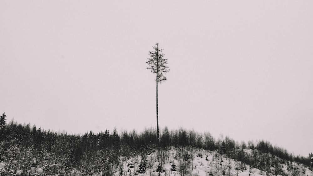 bare tree on top of mountain