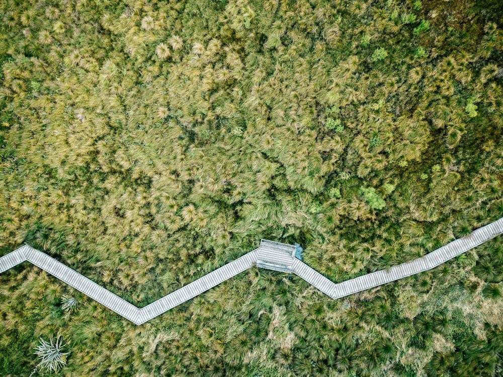 ジャングルの航空写真